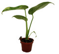 Rare Thai Constellation Philodendron - 2" Pot - Collector's Series