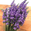 Sensational!™ Lavender Herb - Live Plant - Quart Pot
