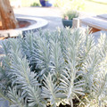 Sensational!™ Lavender Herb - Live Plant - Quart Pot