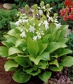 Royal Standard Hosta - Fragrant Blooms - Quart Pot