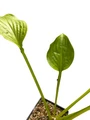 Royal Standard Hosta - Fragrant Blooms - Quart Pot