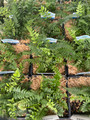 Korean Rock Fern - Polystichum tsus-simense - Quart Pot