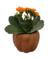 Hickory Wooden Pumpkin Planter with Calandiva Succulent Plant - 3" Pot