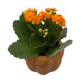 Hickory Wooden Pumpkin Planter with Calandiva Succulent Plant - 3" Pot