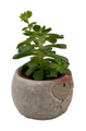 Owl Forest Friend Ceramic Planter with Succulent Plant - 3" Pot
