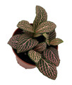 Mistral Fittonia Nerve Plant - Easy House Plant - 2.5" Pot