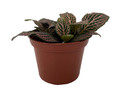Mistral Fittonia Nerve Plant - Easy House Plant - 2.5" Pot
