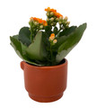PumpkinSpice Autumn Leaves Ceramic Planter with Calandiva Succulent Plant-3" Pot