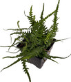 Rare Dragon Tail Fern - Asplenium ebenoides - Quart Pot - Grow Indoors/Out