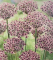 Starlight Flowering Ornamental Onion Allium 5 Bulbs - 10/12 cm - New