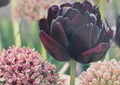 Chique Mistique Tulip/Allium Mix - 8 Bulbs - Perfect Partners