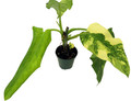 Domesticum Philodendron - Collector's Series - 4" Pot