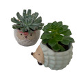 Forest Friends Owl and Hedgehog Ceramic Planters with Succulent Plants - 3" Pots