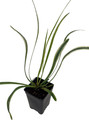 Variegated Lilyturf - Liriope Groundcover - 2.5" Pot - Live Plant