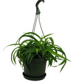 Green Bonnie Curly Spider Plant  Cleans the Air - 6" Hanging Basket