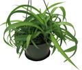 Green Bonnie Curly Spider Plant  Cleans the Air - 6" Hanging Basket