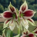 Papilio Butterfly Amaryllis Large Bulb - 24/26cm Bulb