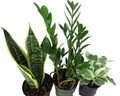 Office Plant Collection #1 -Snake/ZZ/Pothos - 3 Pack in 4" Pots