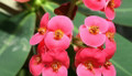 Eos Biblical Crown of Thorns Plant - Euphorbia - Red/Pink - 4" Pot