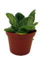 Crossroads Asian Violet - 2.5" Pot - Collector's Series
