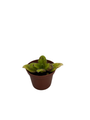 Crossroads Asian Violet - 2.5" Pot - Collector's Series