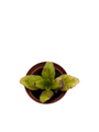 Crossroads Asian Violet - 2.5" Pot - Collector's Series