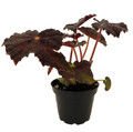Mysterious Hollow's Eve Begonia - 2.5" Pot - Leaves Turn Black for Halloween