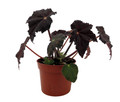 Mysterious Hollow's Eve Begonia - 2.5" Pot - Leaves Turn Black for Halloween