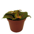 Skeleton Fittonia Nerve Plant - Easy House Plant - 2.5" Pot