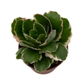 Fire Rainbow Kalanchoe - 2.5" Pot - Variegated Foliage - Succulent House Plant