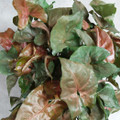 Bronze Arrowhead Plant - Syngonium/Nepthytis -3" pots/2 pack