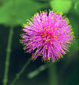 Amazing Sensitive Plant - Leaves Move & Close - Mimosa strigillosa - 6" Pot