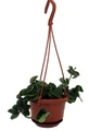Hindu Rope Plant - Hoya carnosa compacta - 4" Mini Hanging Basket