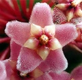 Hindu Rope Plant - Hoya carnosa compacta - 4" Mini Hanging Basket