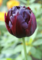 Black Hero Double Peony Tulip 5 Bulbs - 12/+cm Bulbs