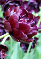 Black Hero Double Peony Tulip 5 Bulbs - 12/+cm Bulbs