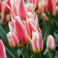 Quebec Greigii Tulip 5 Bulbs - 12/+cm Bulbs