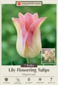 Elegant Lady Lily Flowering Tulip 7 Bulbs - 12/+ cm Bulbs