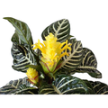 Aphelandra Zebra Plant - Exotic & Unusual House Plant - 4" Pot