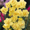 Yellow Cheerfulness Double Flowering Narcissus - 7 Bulbs - 14/16 cm