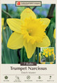 Dutch Master Daffodil 7 Bulbs - 14/16 cm Bulbs