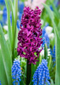 Woodstock Hyacinth 4 Bulbs - Fragrant - 15/16 cm Bulbs