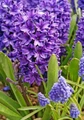 Peter Stuyvesant Hyacinth 4 Bulbs - Fragrant - 15/16 cm Bulbs