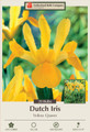 Yellow Queen Dutch Iris 20 Bulbs - Great Cut Flower - 8/9 cm Bulbs