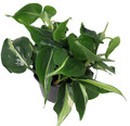 Rare Exotic Silver Stripe Philodendron 4" Pot - Low Light - Easy