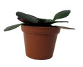 Dark and Stormy Asian Violet - MB Primulinia - 2.5" Pot - Collector's Series