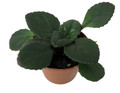 Dark and Stormy Asian Violet - MB Primulinia - 2.5" Pot - Collector's Series