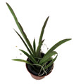 Tiny Dancer- Tolumnia- Miniature Orchid Plant without Flower Spike - 2" Pot - Beautiful House Plant