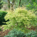 METAMORPHOSA®-Japanese Maple- Acer palmatum- 4" pot - Proven Winners