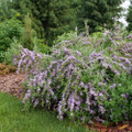 MOP TOP™  Fountain Butterfly Bush- 4" Pot -Buddleia-Proven Winners